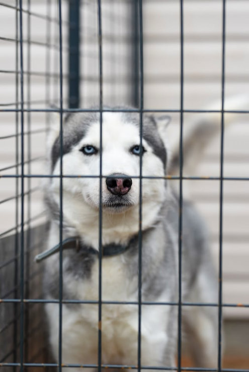 Make Arrangements for Pets